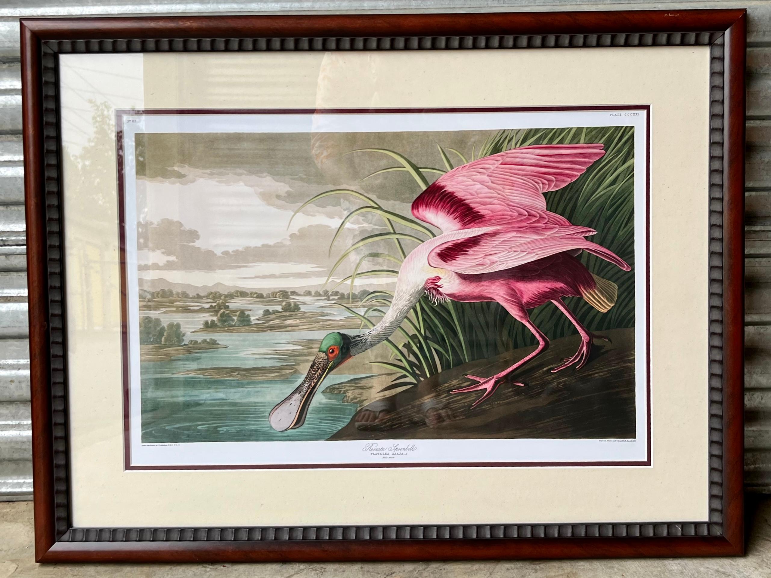 American 20th Century Tropical Framed Roseate Spoonbill Bird Print By John J. Audubon 