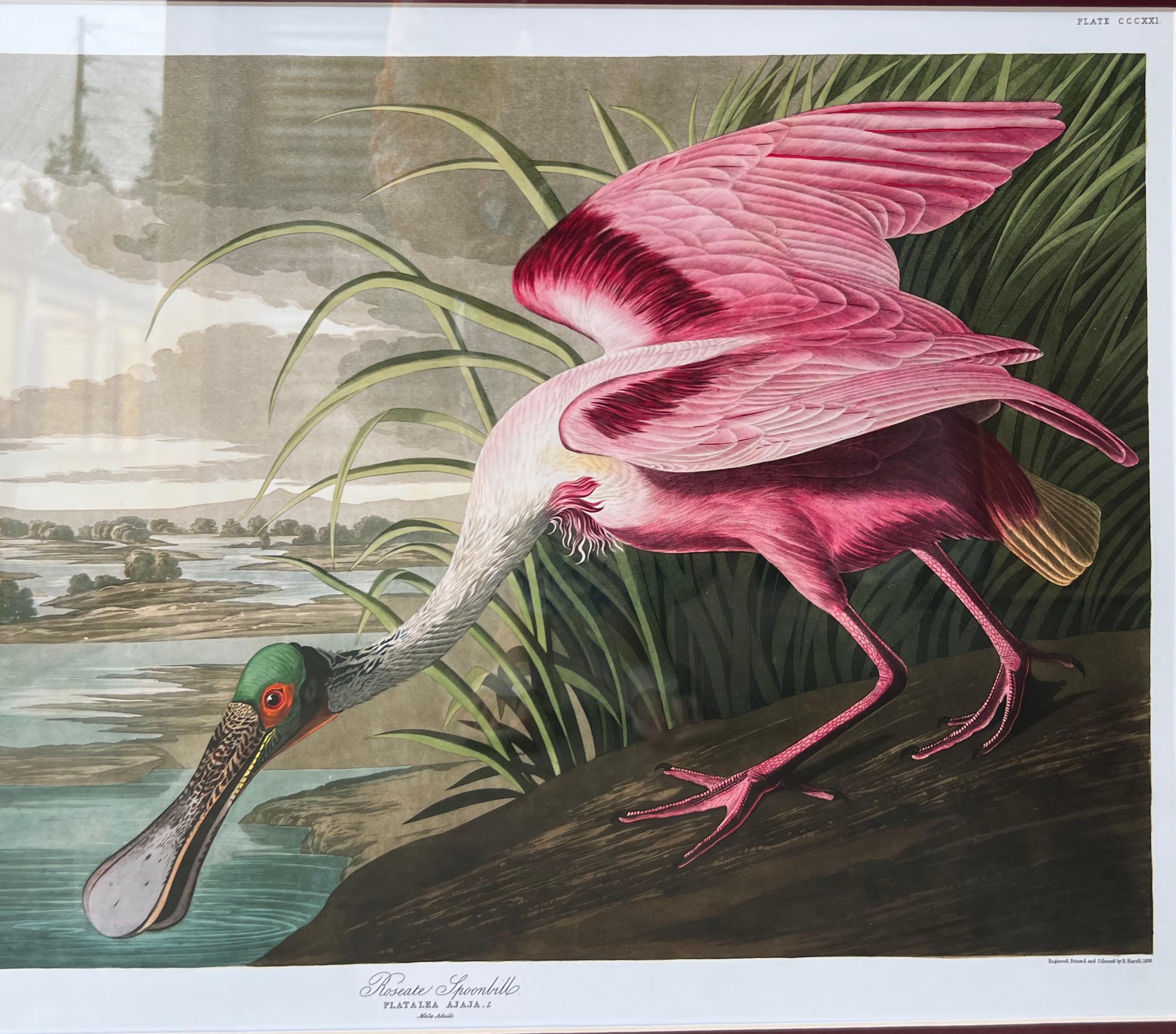 Mahogany 20th Century Tropical Framed Roseate Spoonbill Bird Print By John J. Audubon 
