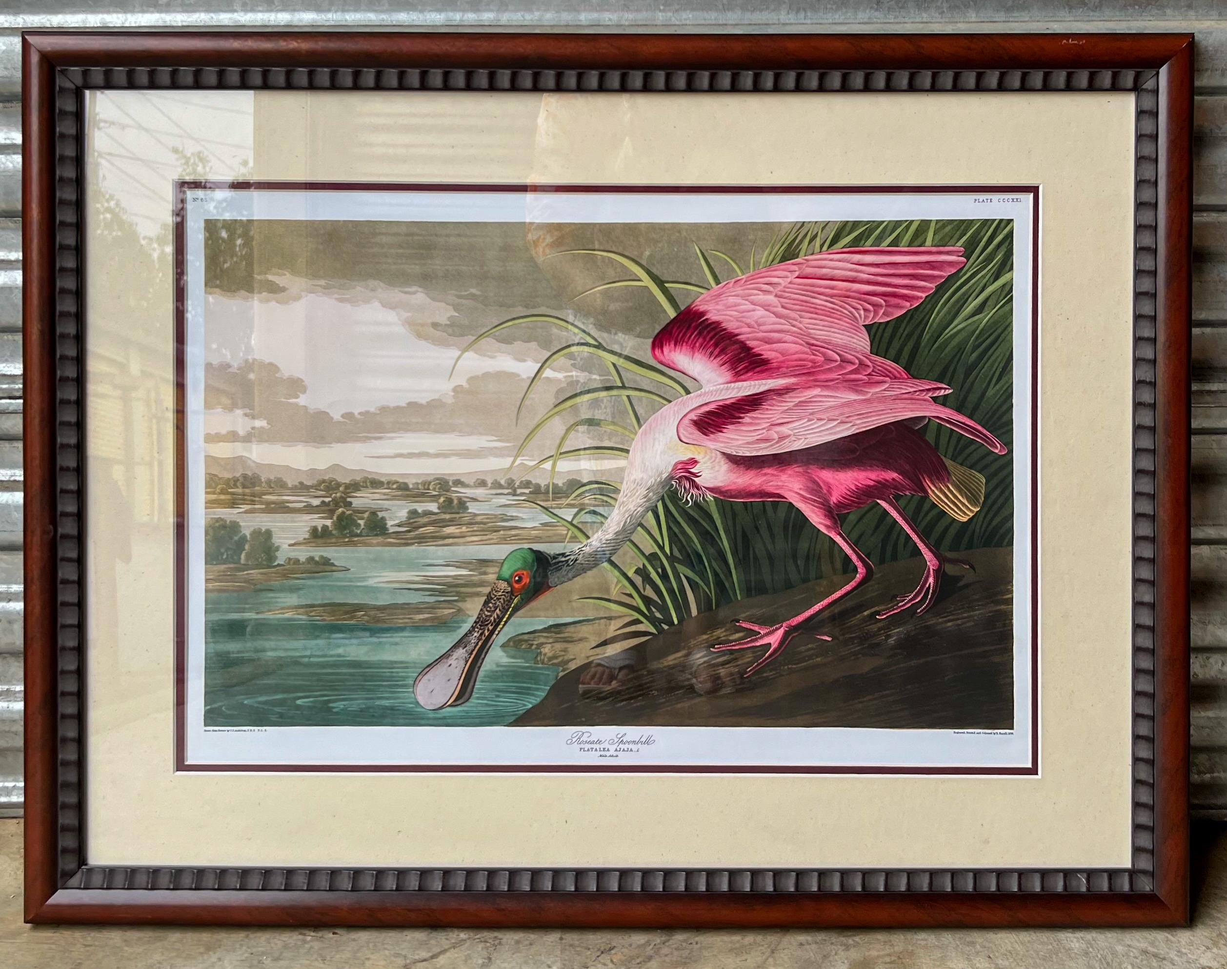 20th Century Tropical Framed Roseate Spoonbill Bird Print By John J. Audubon  1