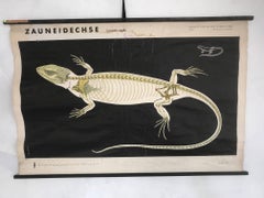 20th Century Vintage German Anatomy Poster in Black and White