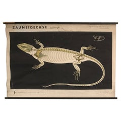 20th Century Vintage German Volk Wissen Animal Lizard Anatomy Art Poster Berlin