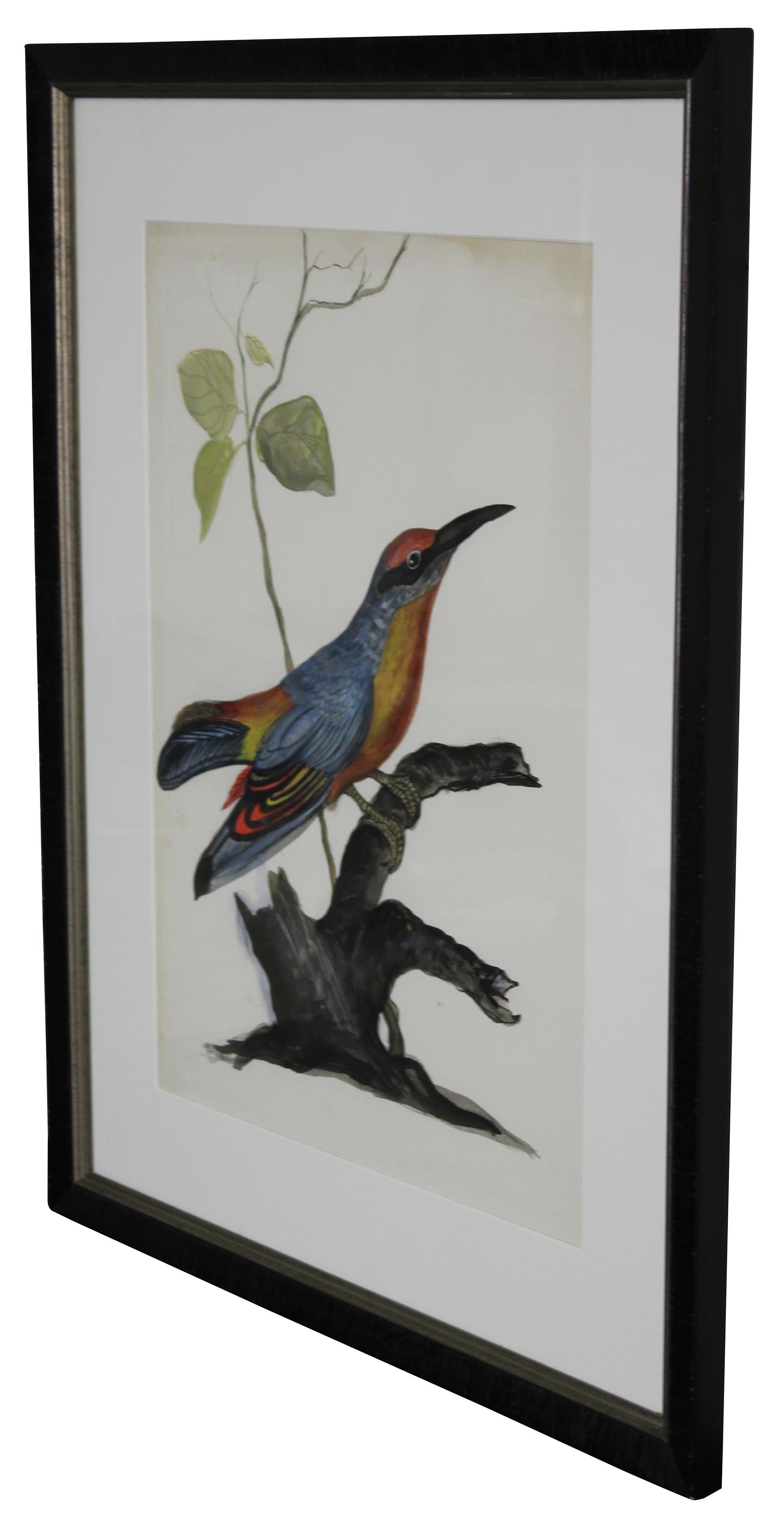 Vintage watercolor painting of a bird perched on a branch or tree root.

Measures: Sans frame 19