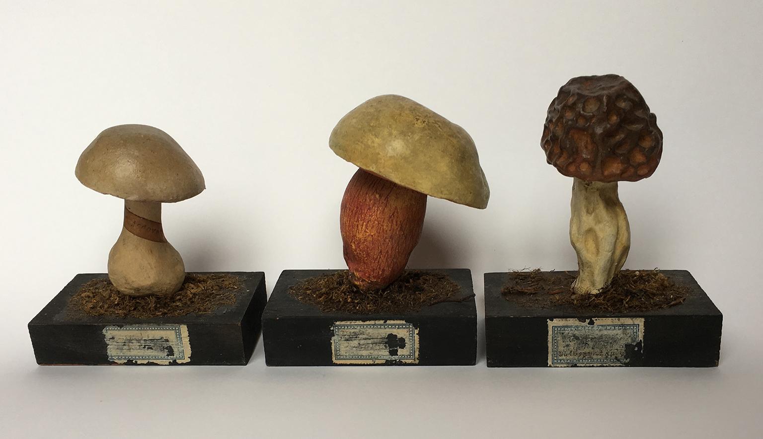 20th Century Wood and Painted Plaster Czech Mushroom Botanical Models circa 1920 3
