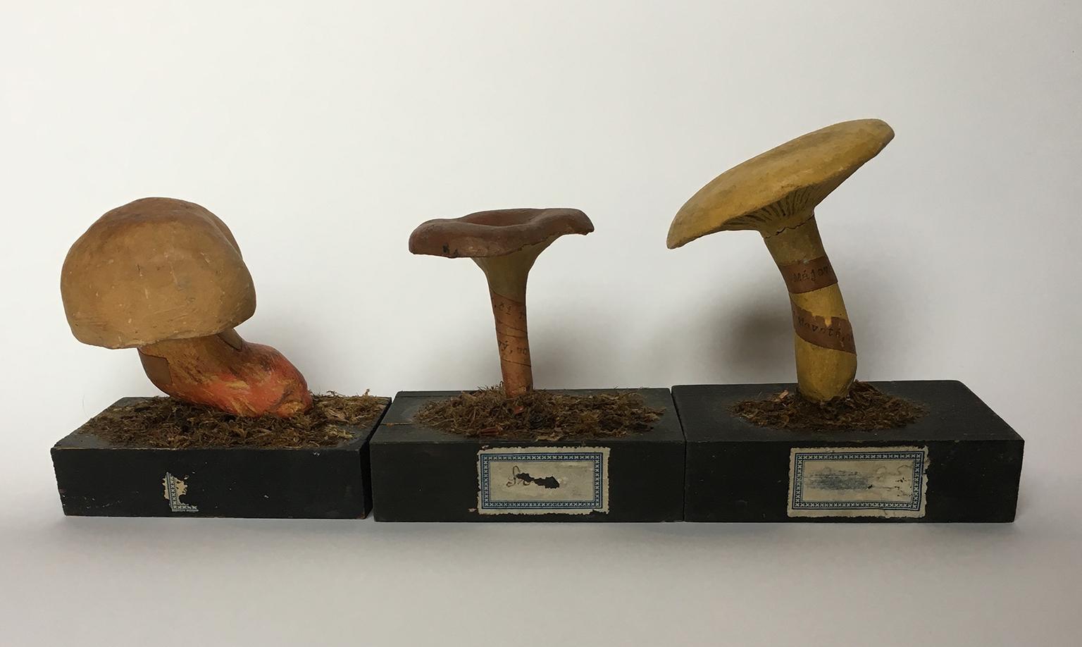 20th Century Wood and Painted Plaster Czech Mushroom Botanical Models circa 1920 4