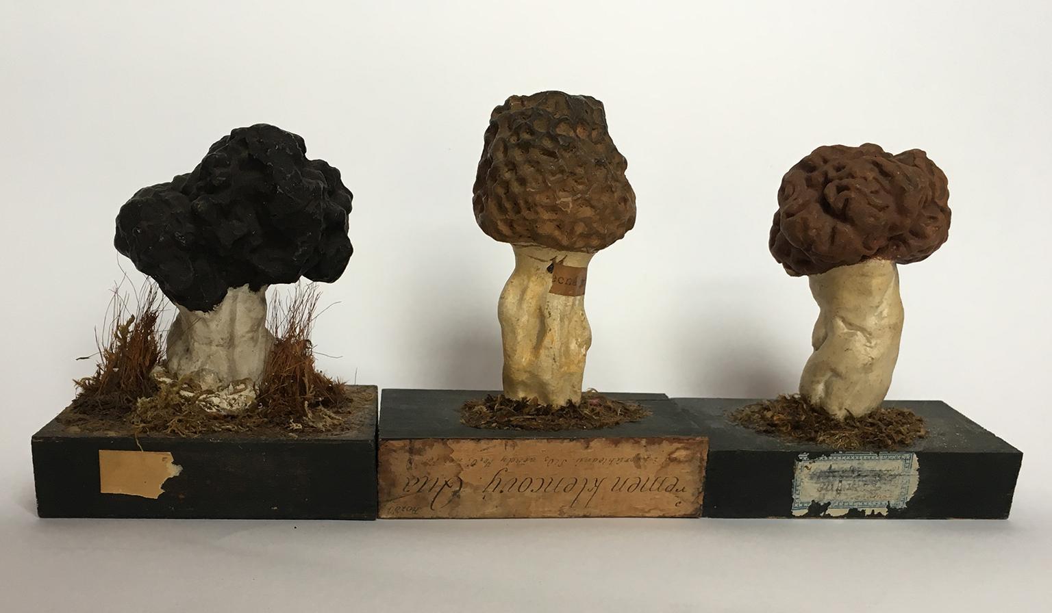 20th Century Wood and Painted Plaster Czech Mushroom Botanical Models circa 1920 6