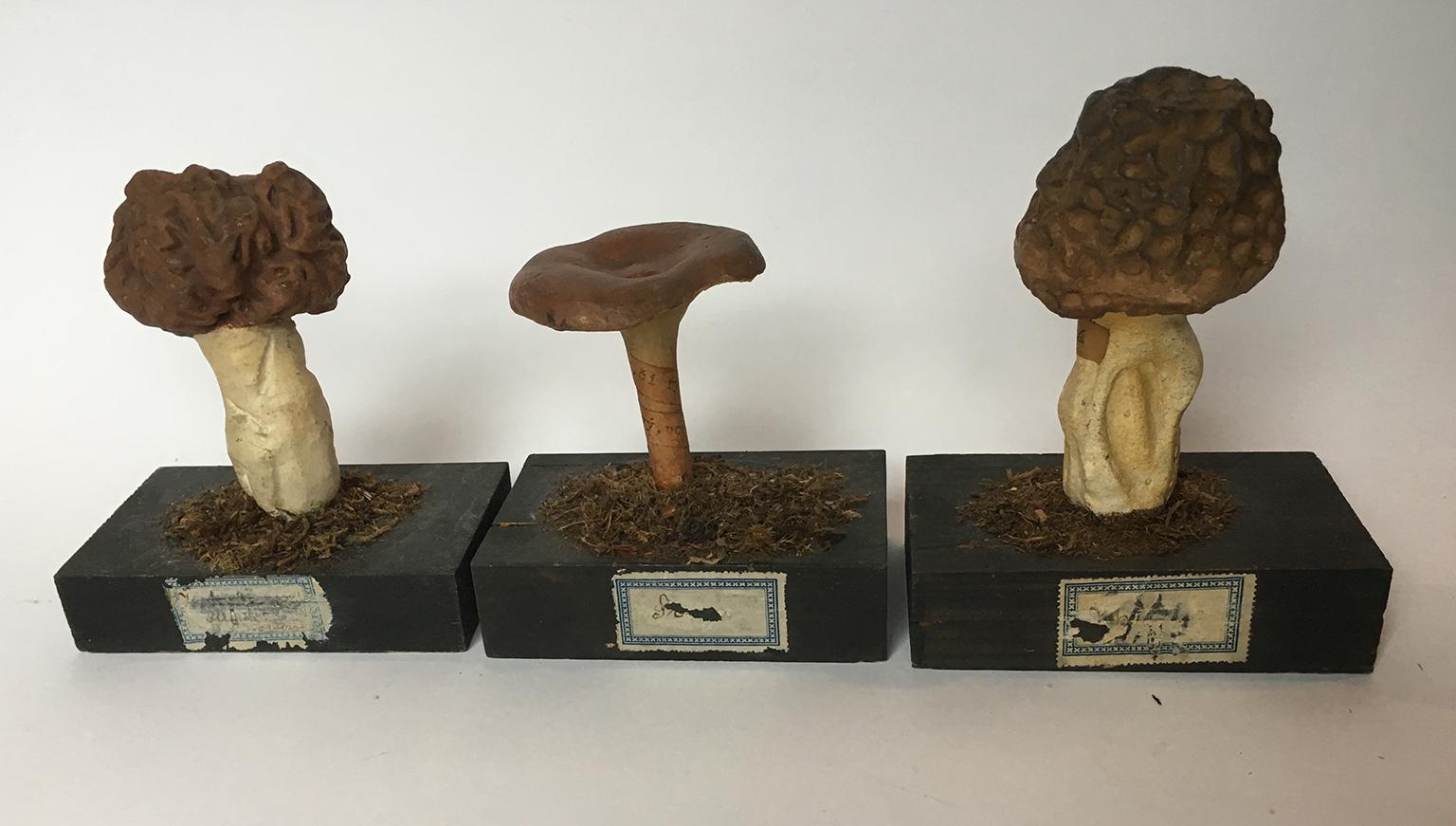 20th Century Wood and Painted Plaster Czech Mushroom Botanical Models circa 1920 7