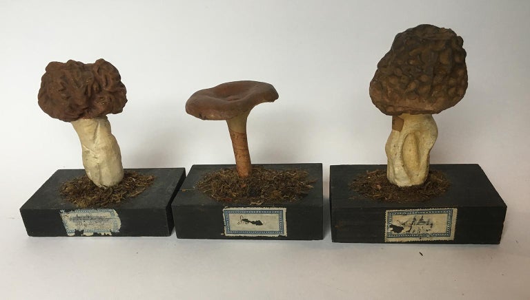 20th Century Wood and Painted Plaster Czech Mushroom Botanical Models circa 1920 9