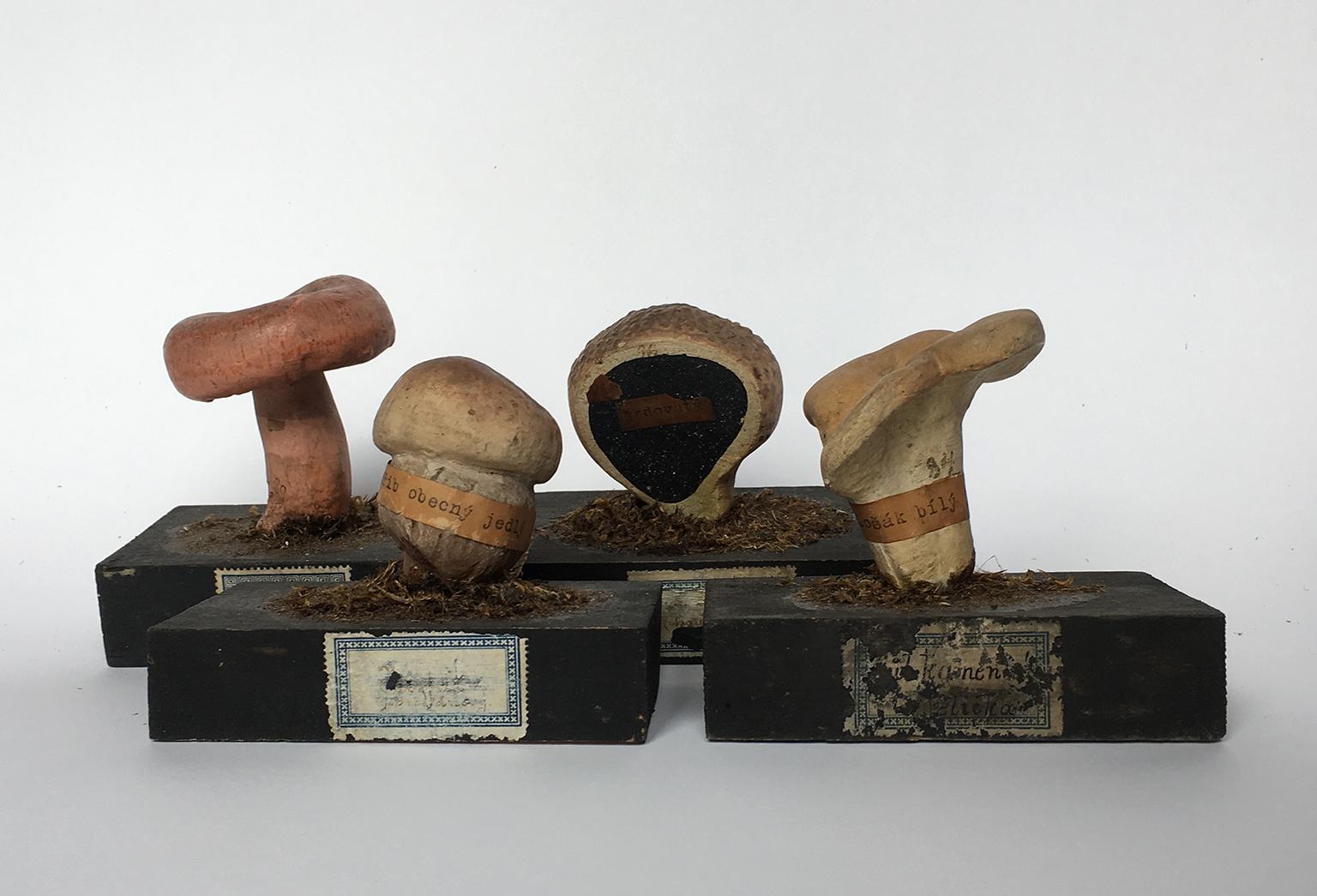 Collection of 34 mycological models
Czechoslovakia, first twenty years of the 20th century.

The models are made using mixed techniques, mainly wood and painted plaster. Some specimens bear a paper label around the stem or on the base with the