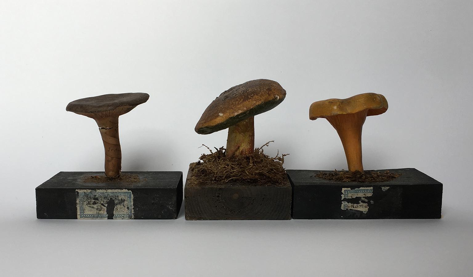 plaster mushroom
