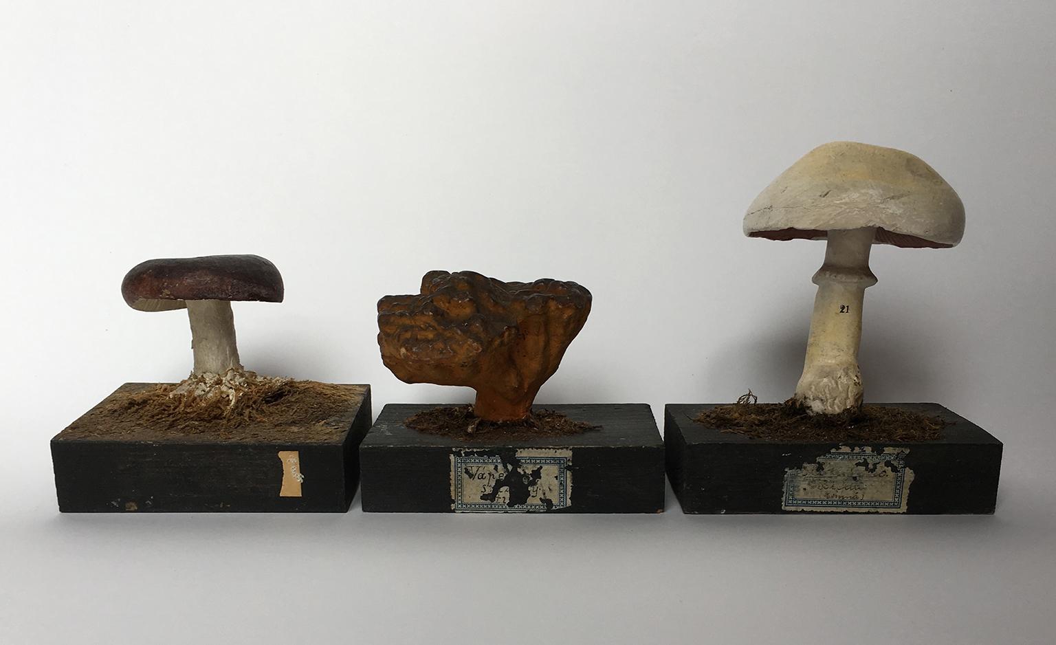 Other 20th Century Wood and Painted Plaster Czech Mushroom Botanical Models circa 1920