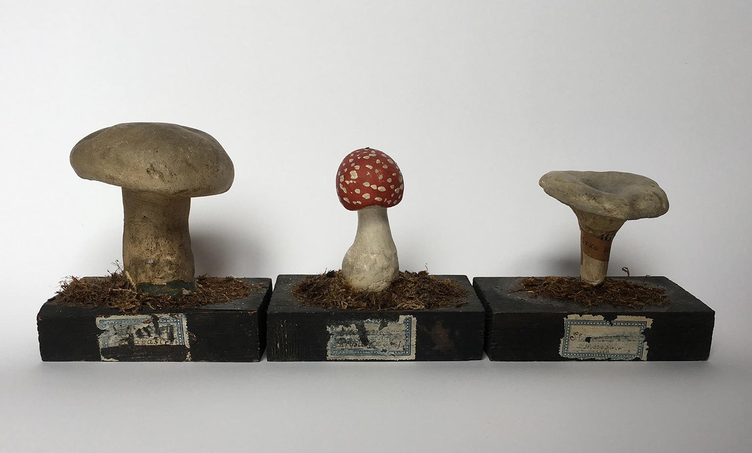 Carved 20th Century Wood and Painted Plaster Czech Mushroom Botanical Models circa 1920