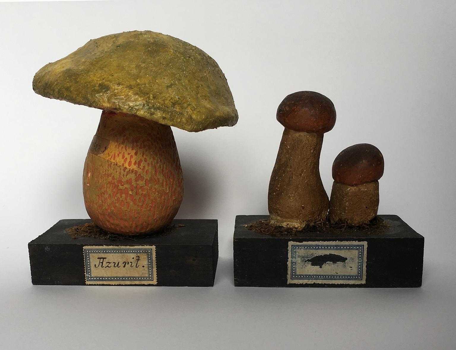 20th Century Wood and Painted Plaster Czech Mushroom Botanical Models circa 1920 In Good Condition In Milano, IT
