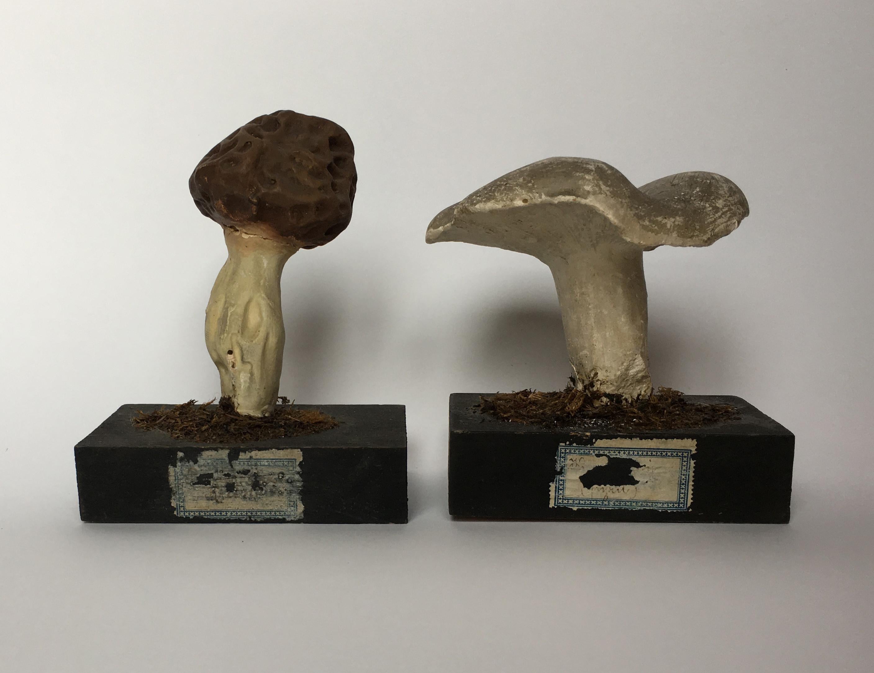 Early 20th Century 20th Century Wood and Painted Plaster Czech Mushroom Botanical Models circa 1920