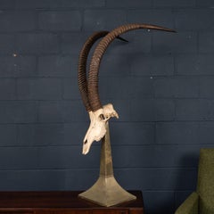 20thC Taxidermy Study Of An African Ibex, By Anthony Redmile, London c.1970
