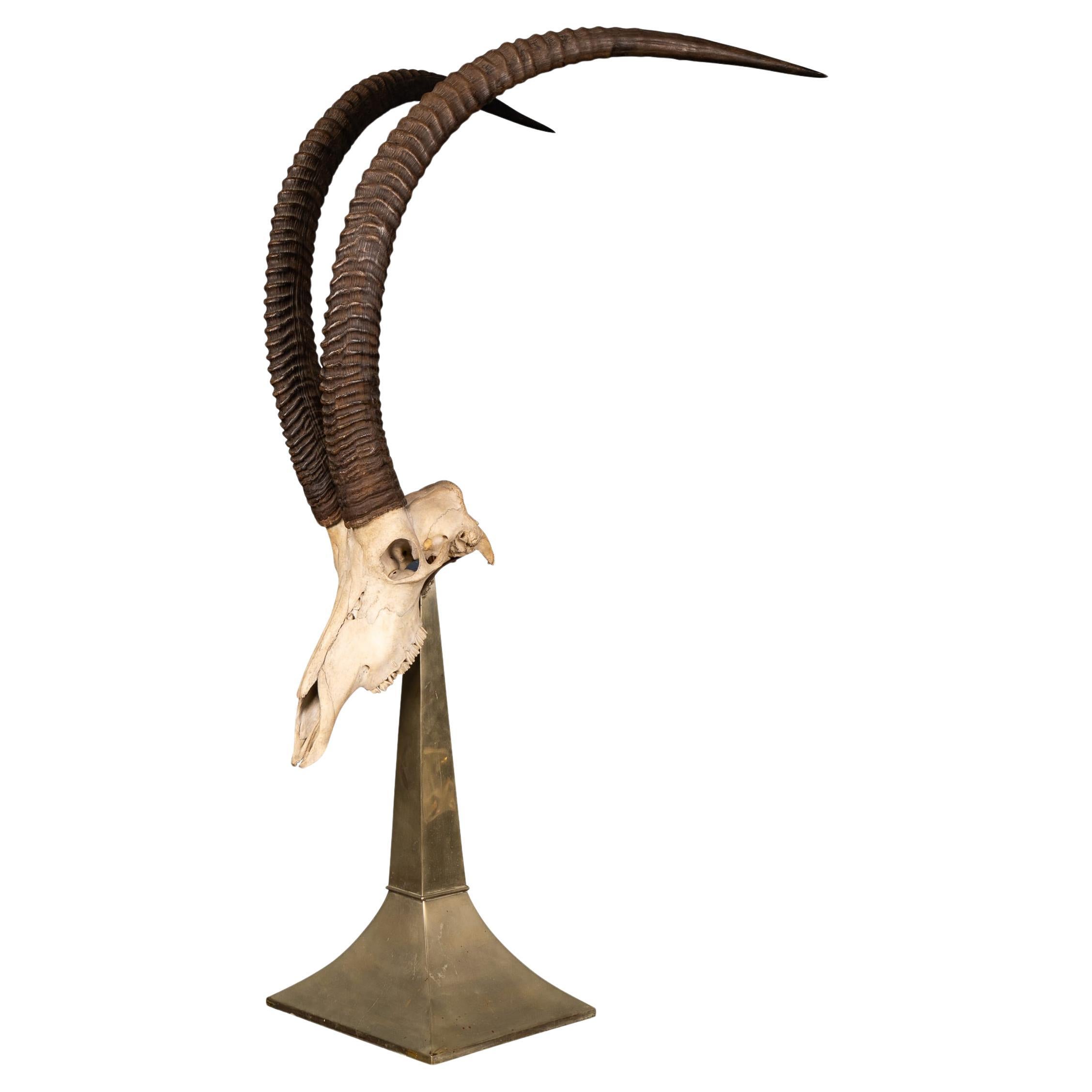 20thC Taxidermy Study Of An African Ibex, By Anthony Redmile, London c.1970 For Sale