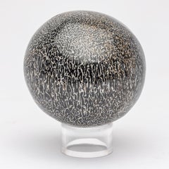 210 Million Y/O Fossil-Saropods-Kugel