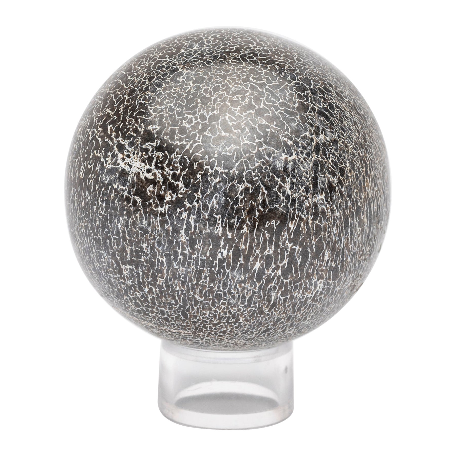 Sfera di sauropodi fossili di 210 milioni di anni fa