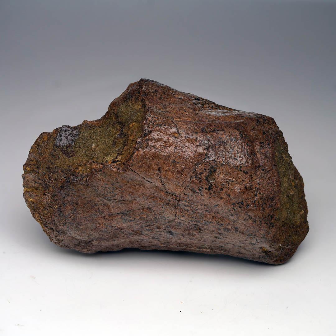 2.17 Lb. Triceratops Jaw Bone Fossil // Late Cretaceous In Excellent Condition For Sale In New York, NY
