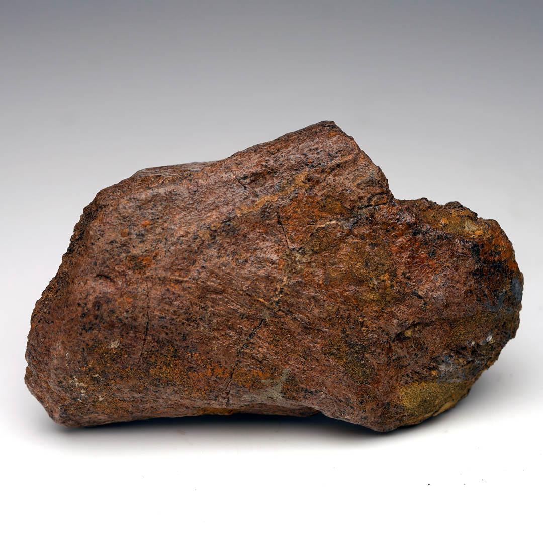 18th Century and Earlier 2.17 Lb. Triceratops Jaw Bone Fossil // Late Cretaceous For Sale