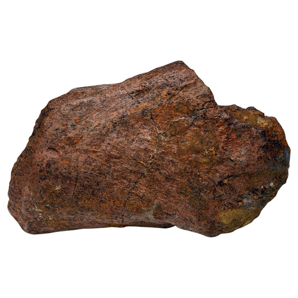 2.17 Lb. Triceratops Jaw Bone Fossil // Late Cretaceous For Sale