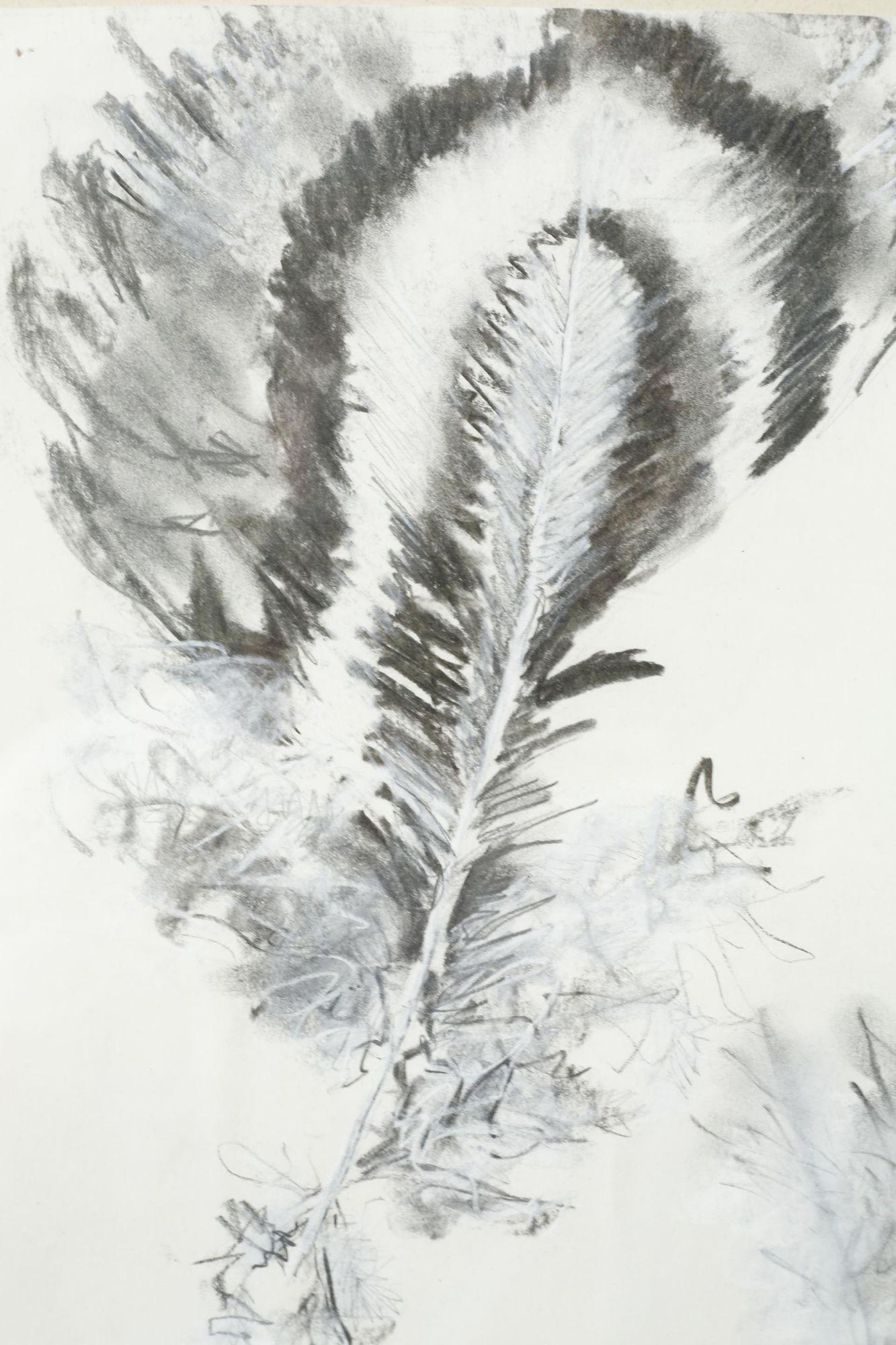 21st century Charcoal and chalk artwork - Feathers 2 In Excellent Condition For Sale In Malton, GB