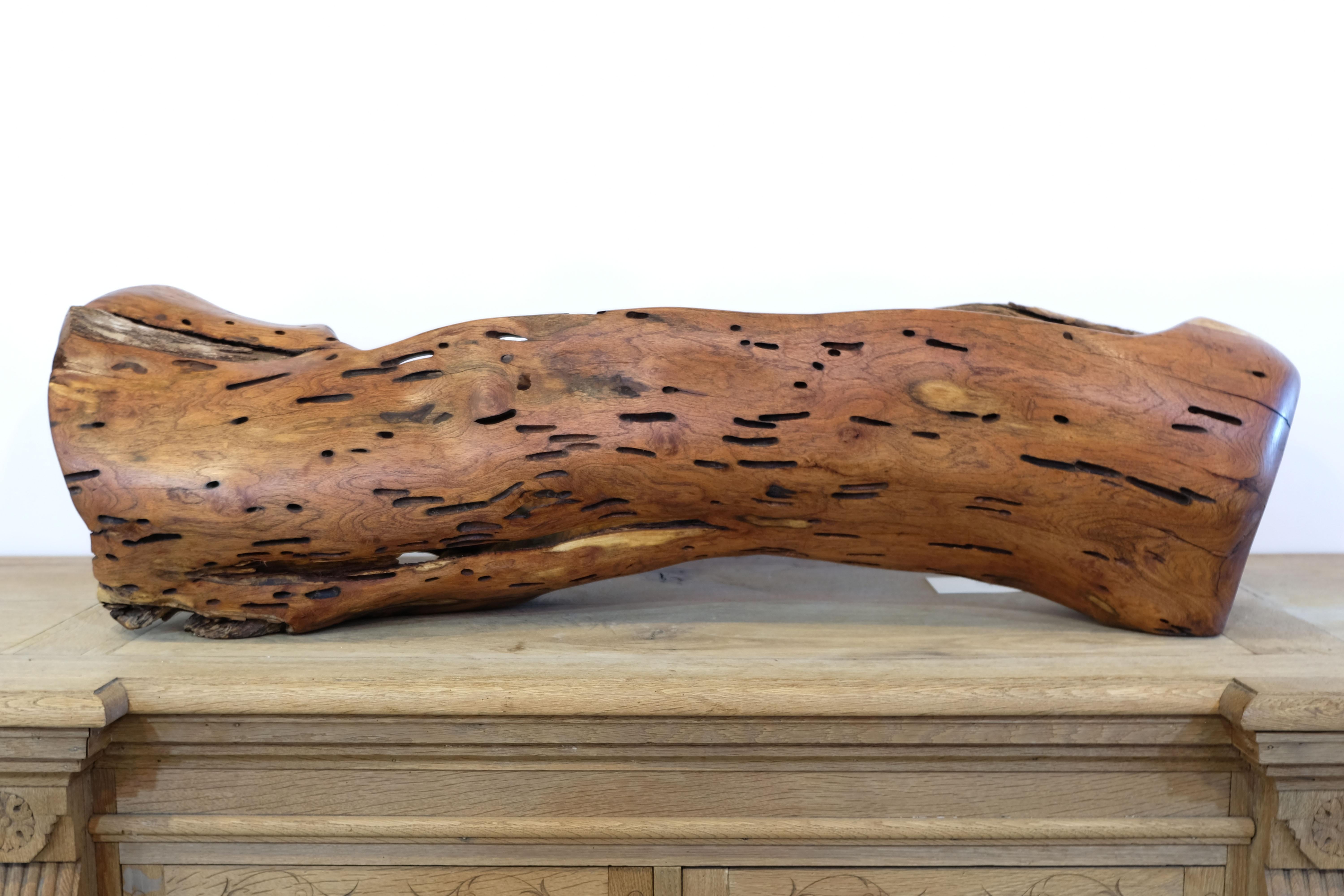 Texas mesquite hand carved sculpture created by woodworker tim tim.