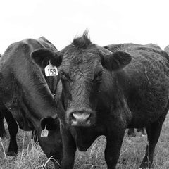 21st Century Nowata Oklahoma Cattle Ranch Print in Black and White