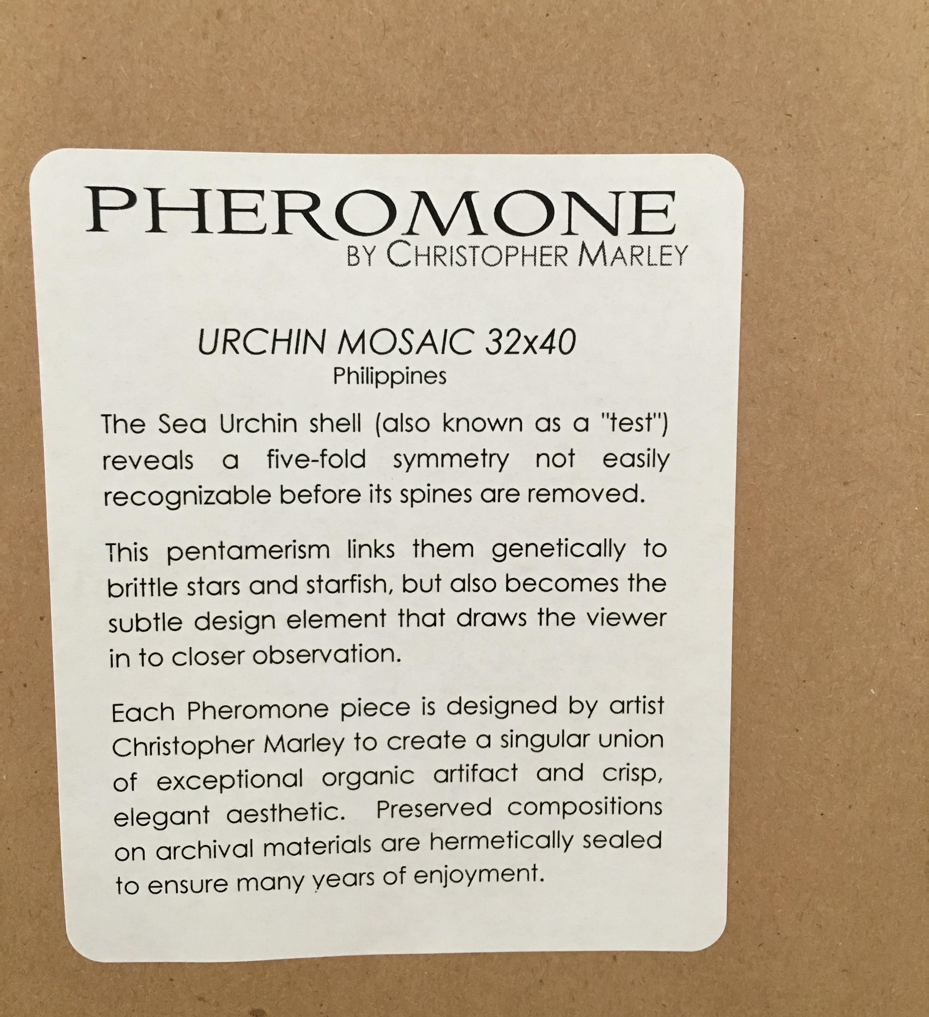 21st Century Original 