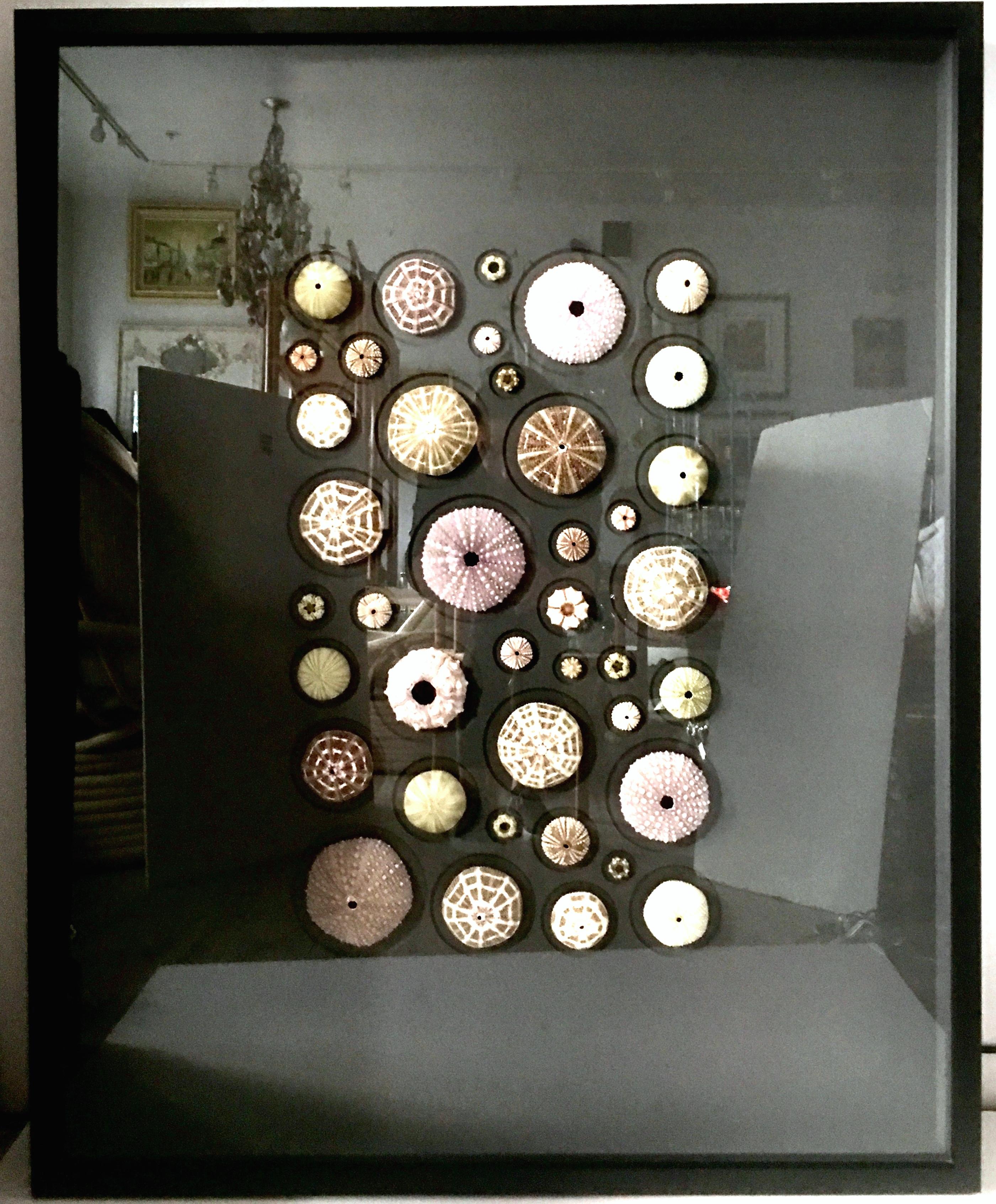 21st century original sea urchin specimen mounted and framed art 