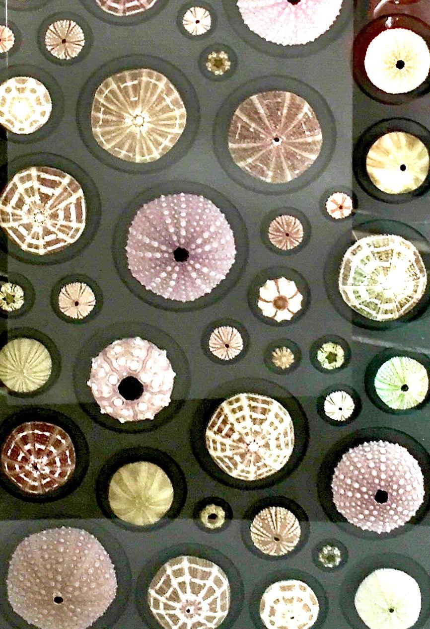 21st Century Original "Urchin Mosaic" Mounted and Framed by Christopher