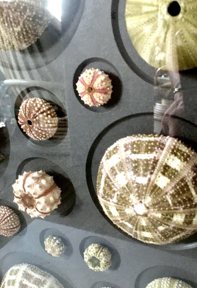 21st Century Original "Urchin Mosaic" Mounted and Framed by Christopher