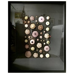 21st Century Original "Urchin Mosaic" Mounted & Framed by Christopher Marley