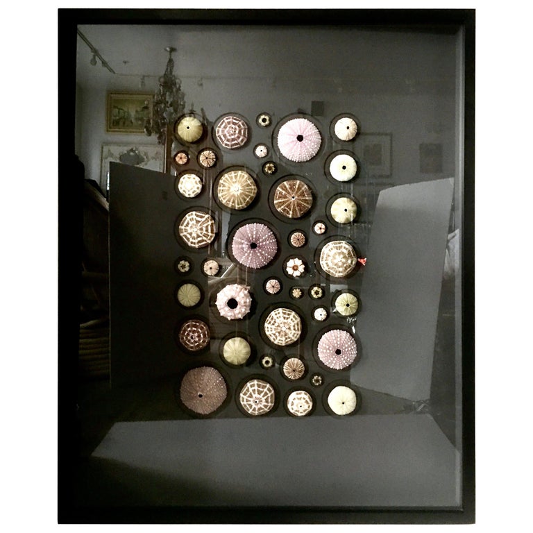 21st Century Original "Urchin Mosaic" Mounted and Framed by Christopher