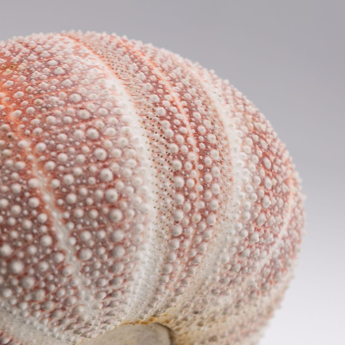 21st Century Silver-Mounted Sea Urchin Match Striker, London C.2006 For Sale 4