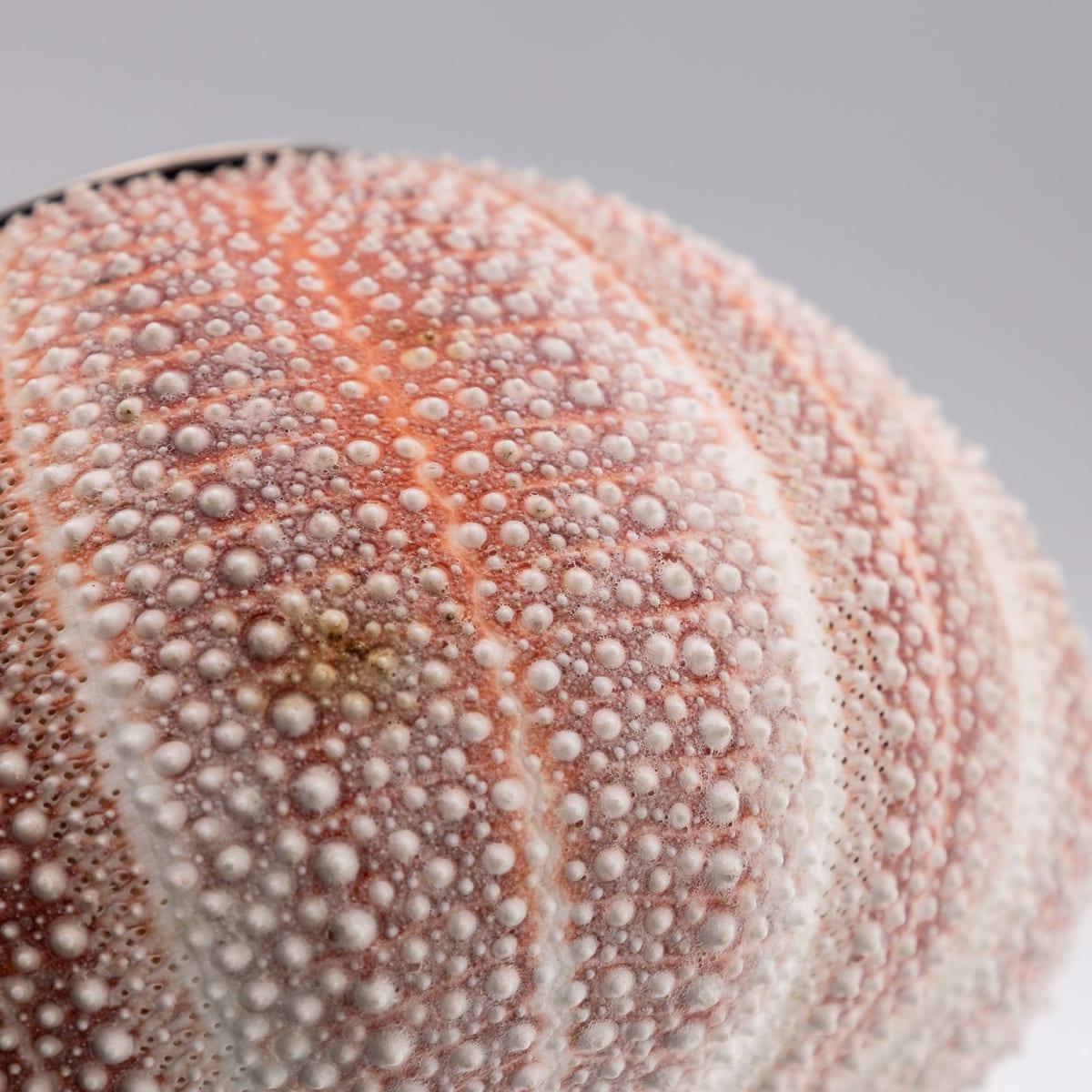 21st Century Silver-Mounted Sea Urchin Match Striker, London C.2006 For Sale 5