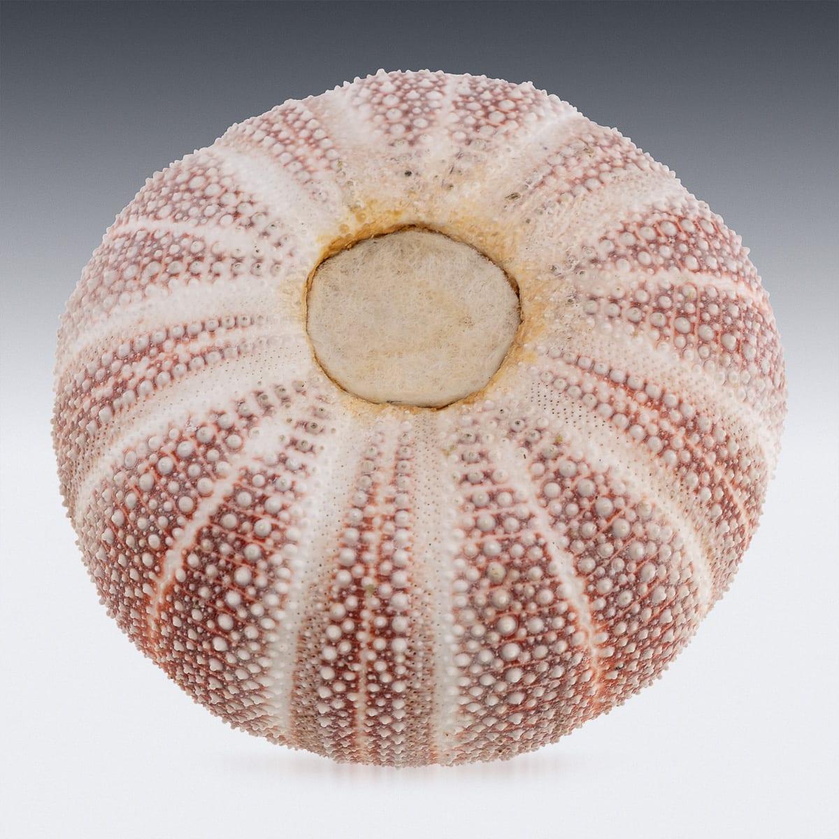 21st Century Silver-Mounted Sea Urchin Match Striker, London C.2006 For Sale 2