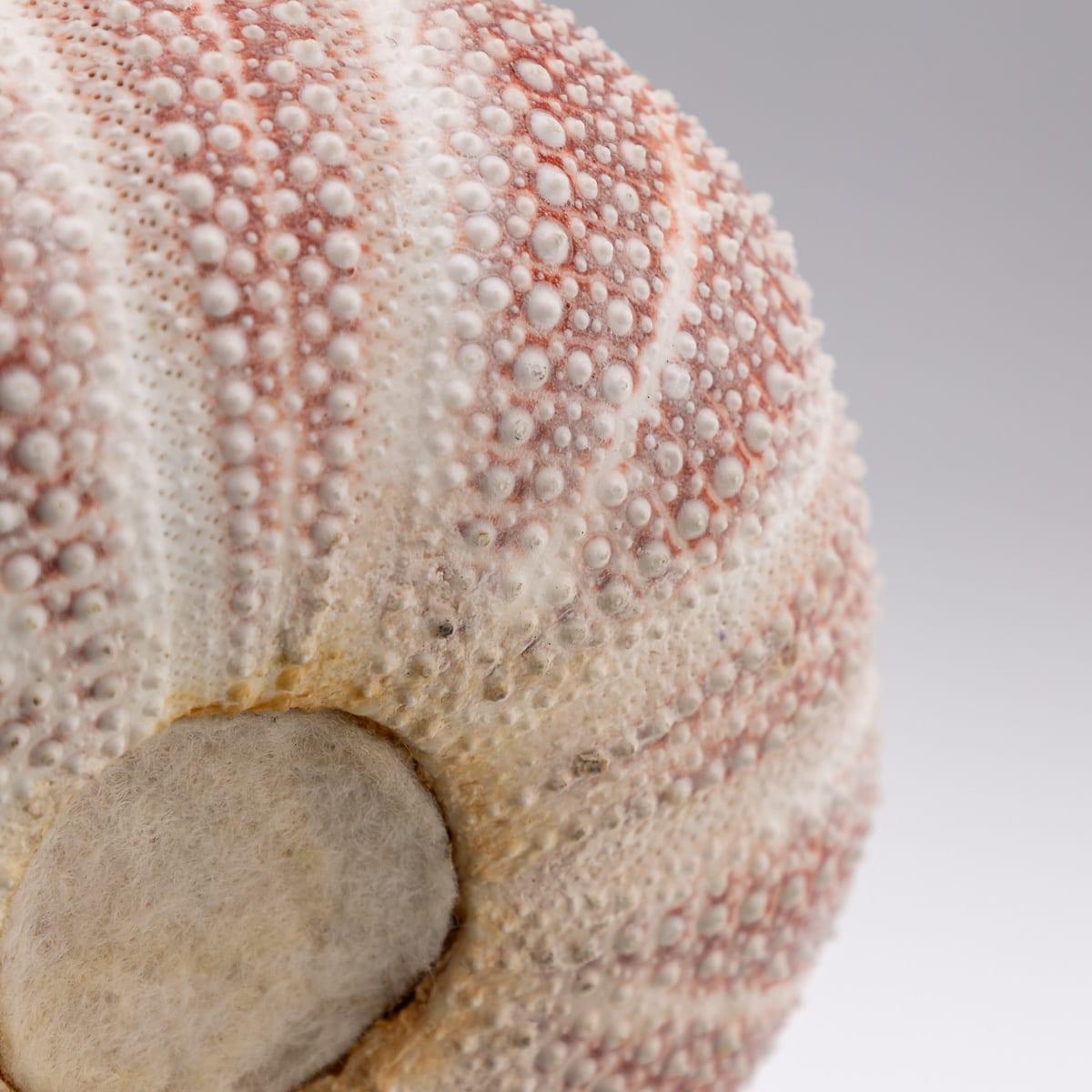 21st Century Silver-Mounted Sea Urchin Match Striker, London C.2006 For Sale 3