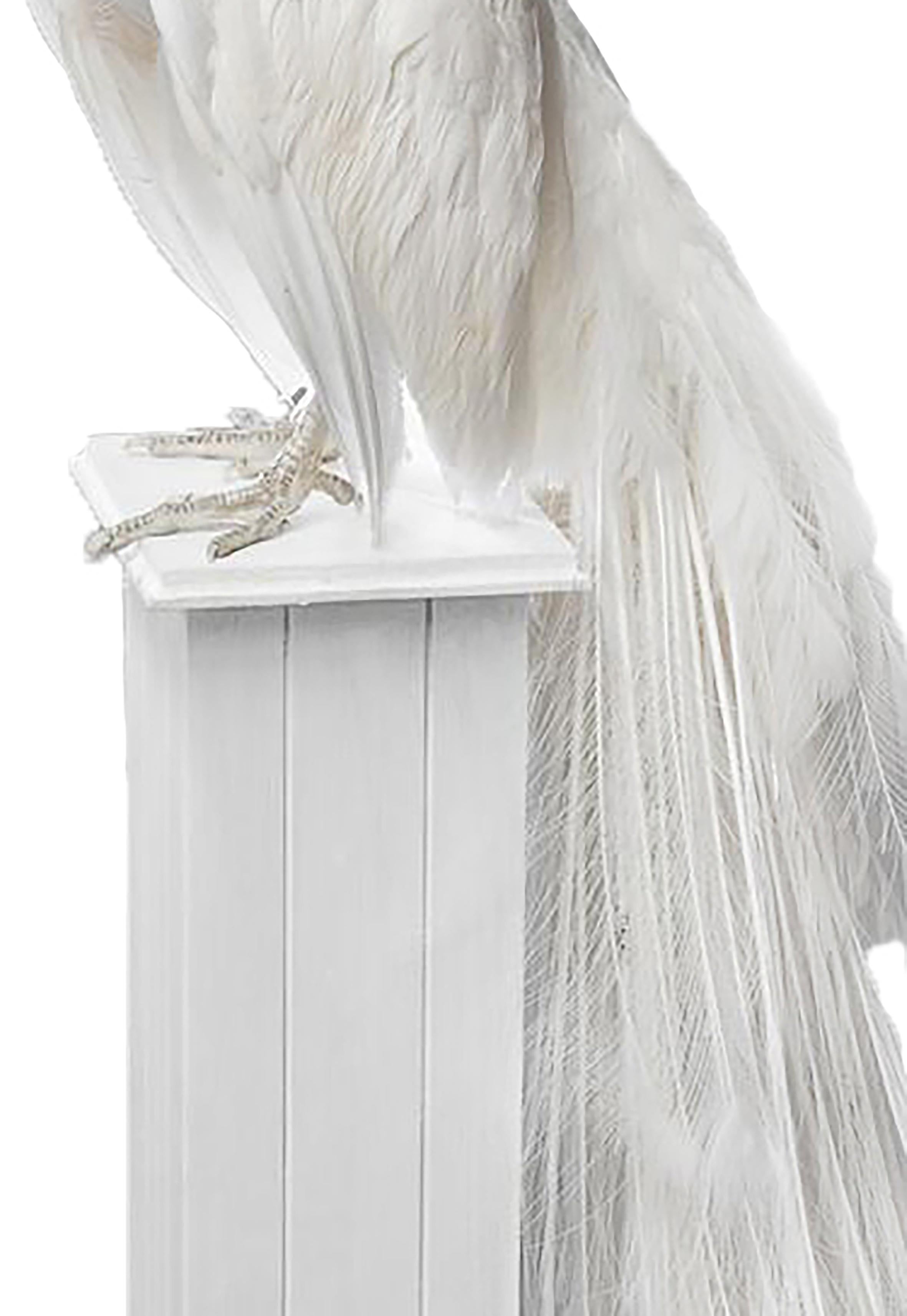 20th Century 21st Century Taxidermy White Peacock Mounted Upon Pedestal