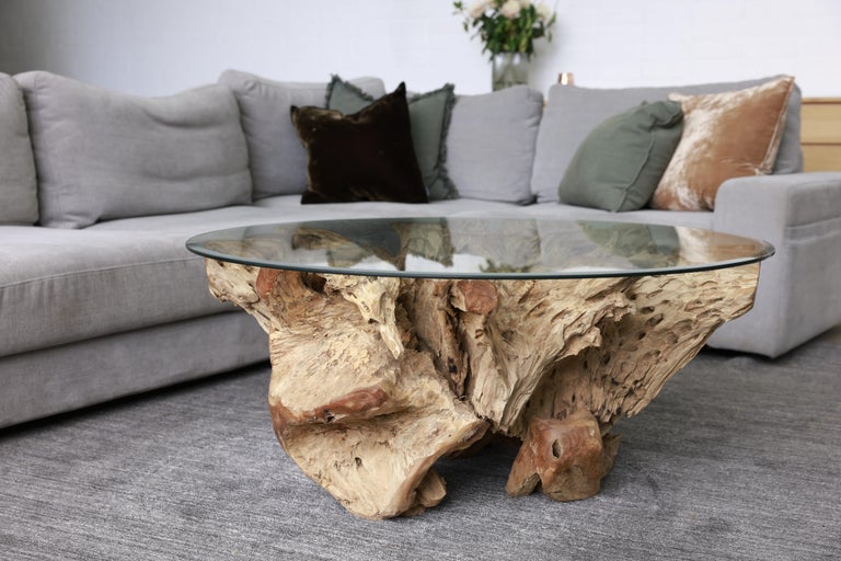 21st Century Teak Tree Root Coffee Table with Bevelled Glass For Sale