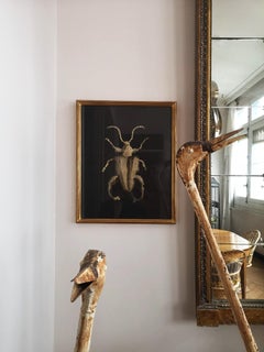 Peinture à l'aquarelle Scarabeo