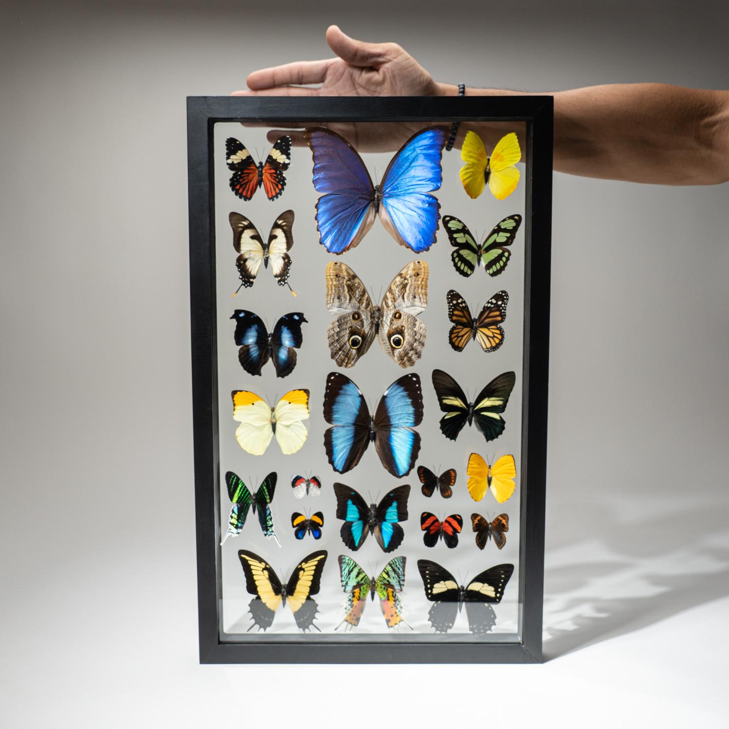 This incredible display includes a total of 22 genuine Peruvian butterflies. The frame includes a keyhole hook at the top for mounting the display on a wall. The butterflies in these frames are raised on butterfly farms in Peru. These butterflies