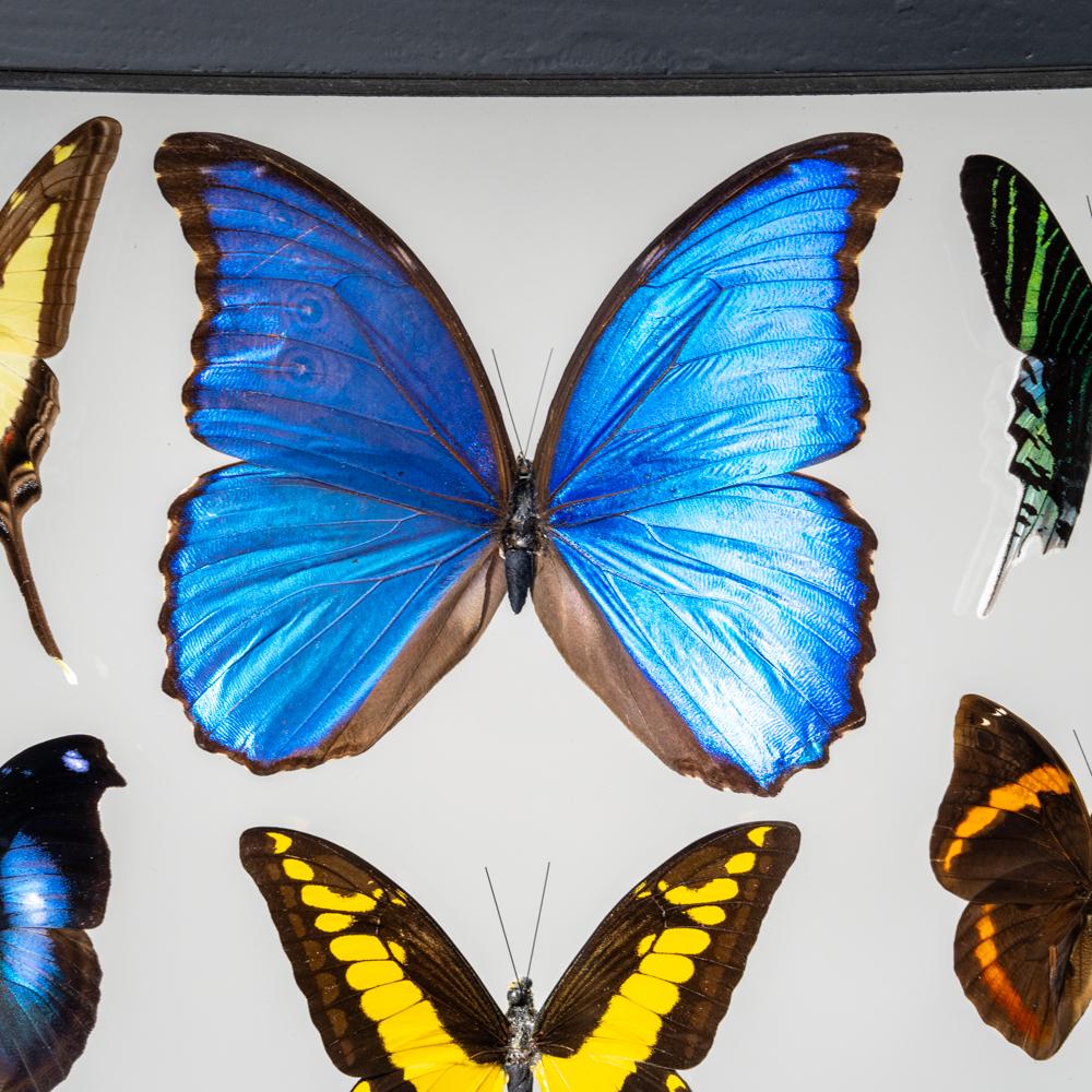 Este increíble despliegue incluye 22 auténticas mariposas peruanas. El marco incluye un gancho en forma de ojo de cerradura en la parte superior para montar el expositor en una pared. Las mariposas de estos cuadros se crían en mariposarios de Perú.
