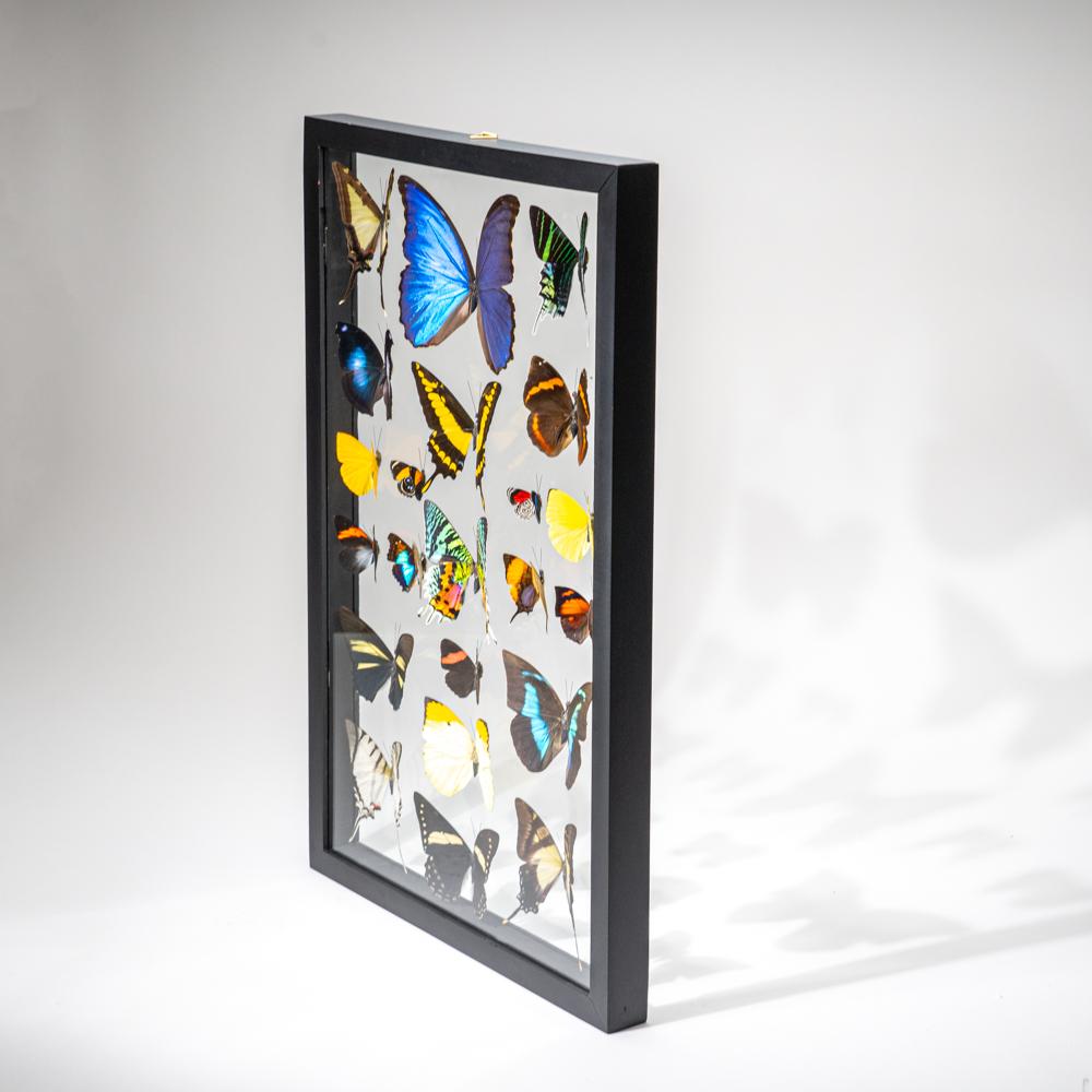 22 auténticas mariposas en un marco de exposición negro en Excelente estado para la venta en New York, NY