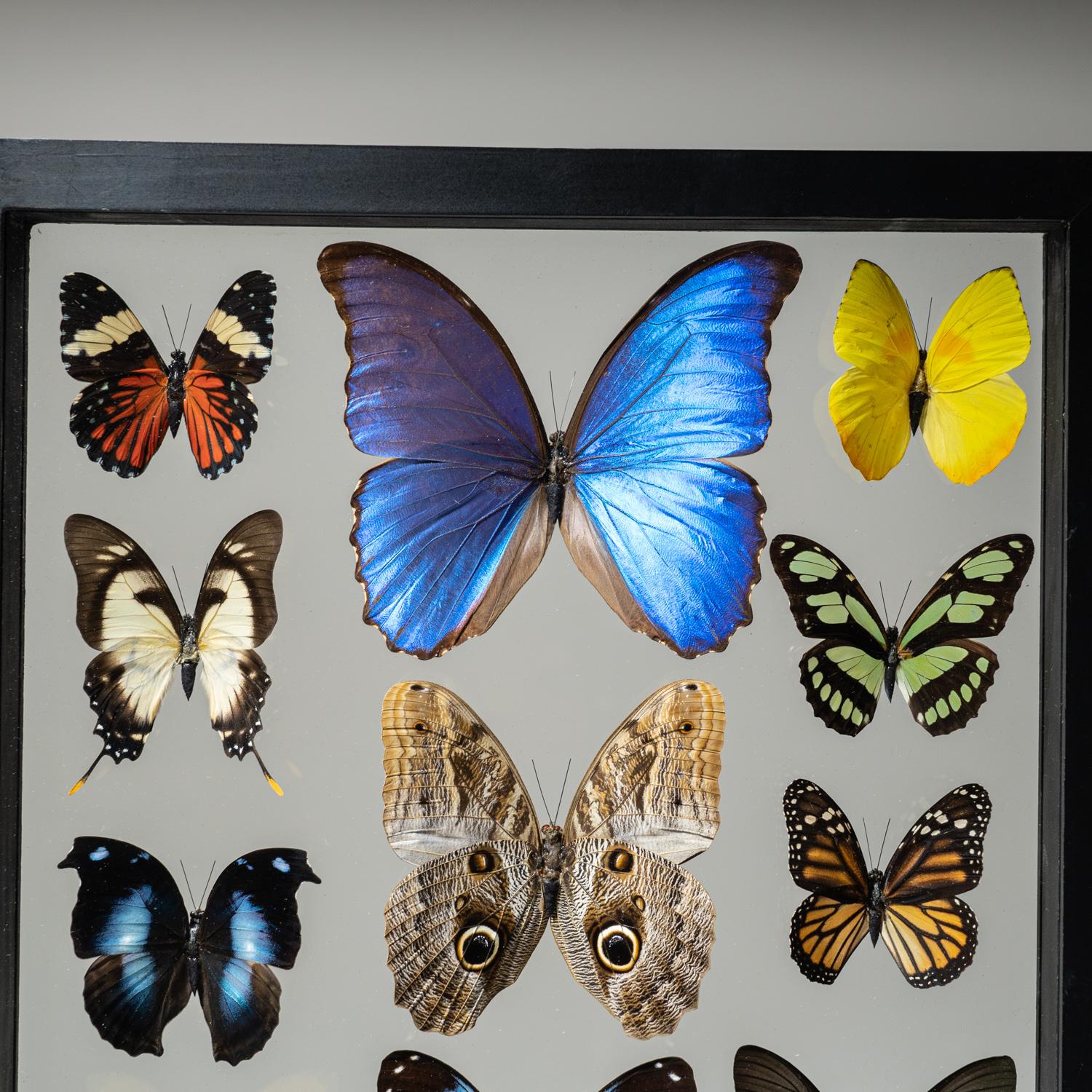 Contemporary 22 Genuine Butterflies in Black Display Frame