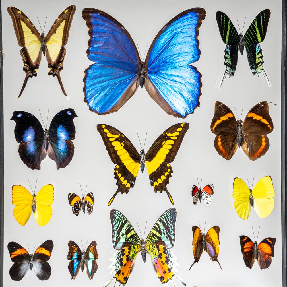 22 auténticas mariposas en un marco de exposición negro Siglo XXI y contemporáneo en venta