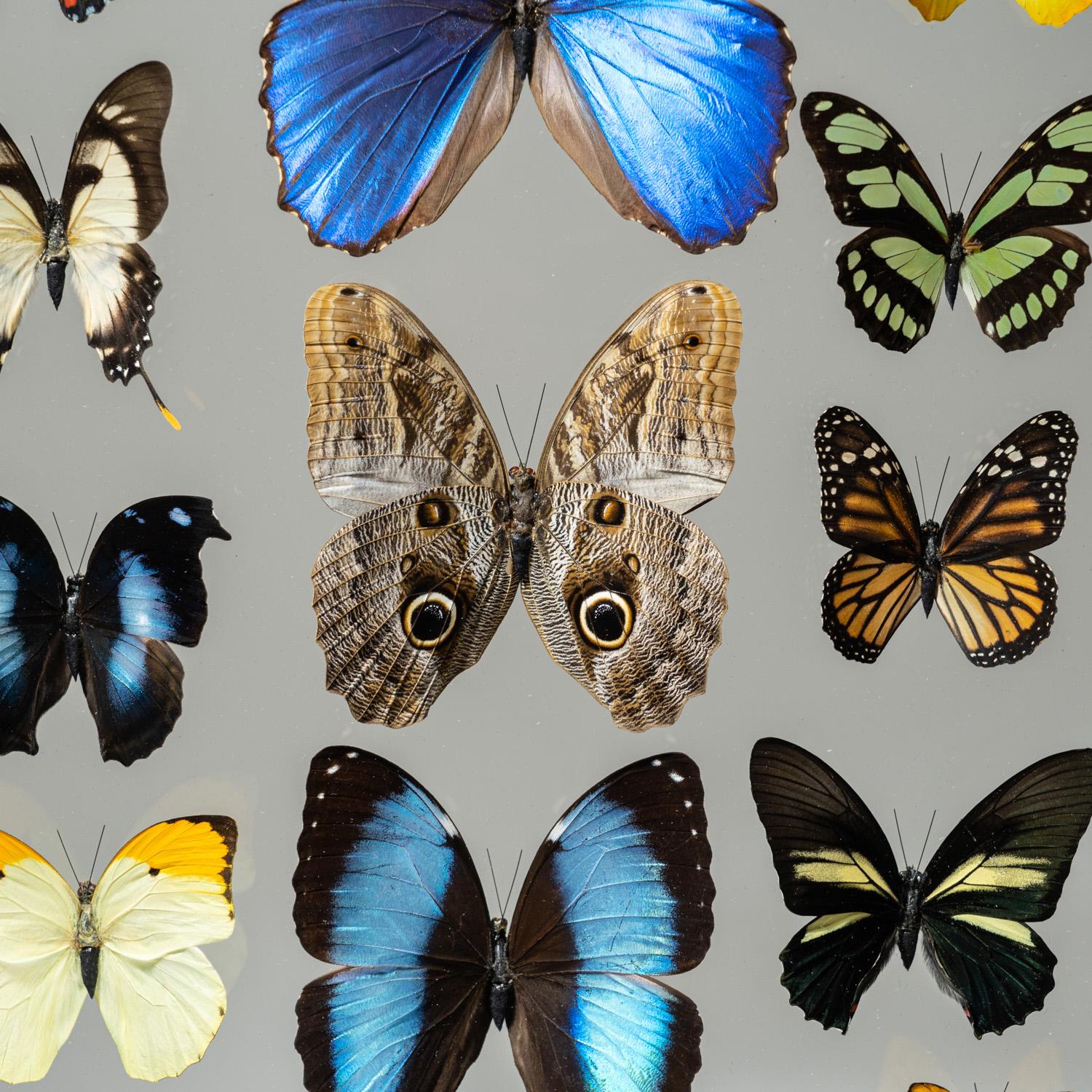 Other 22 Genuine Butterflies in Black Display Frame