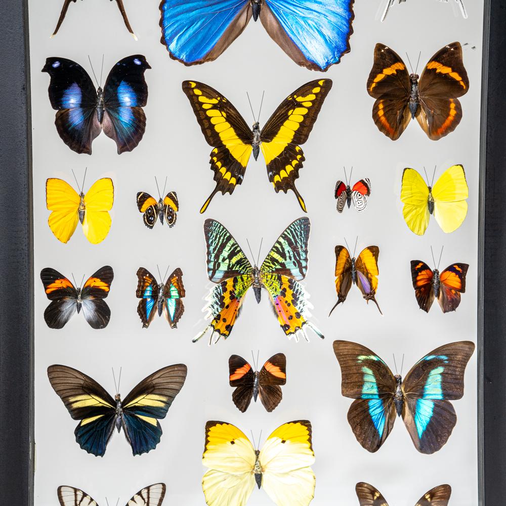 22 auténticas mariposas en un marco de exposición negro Otro en venta