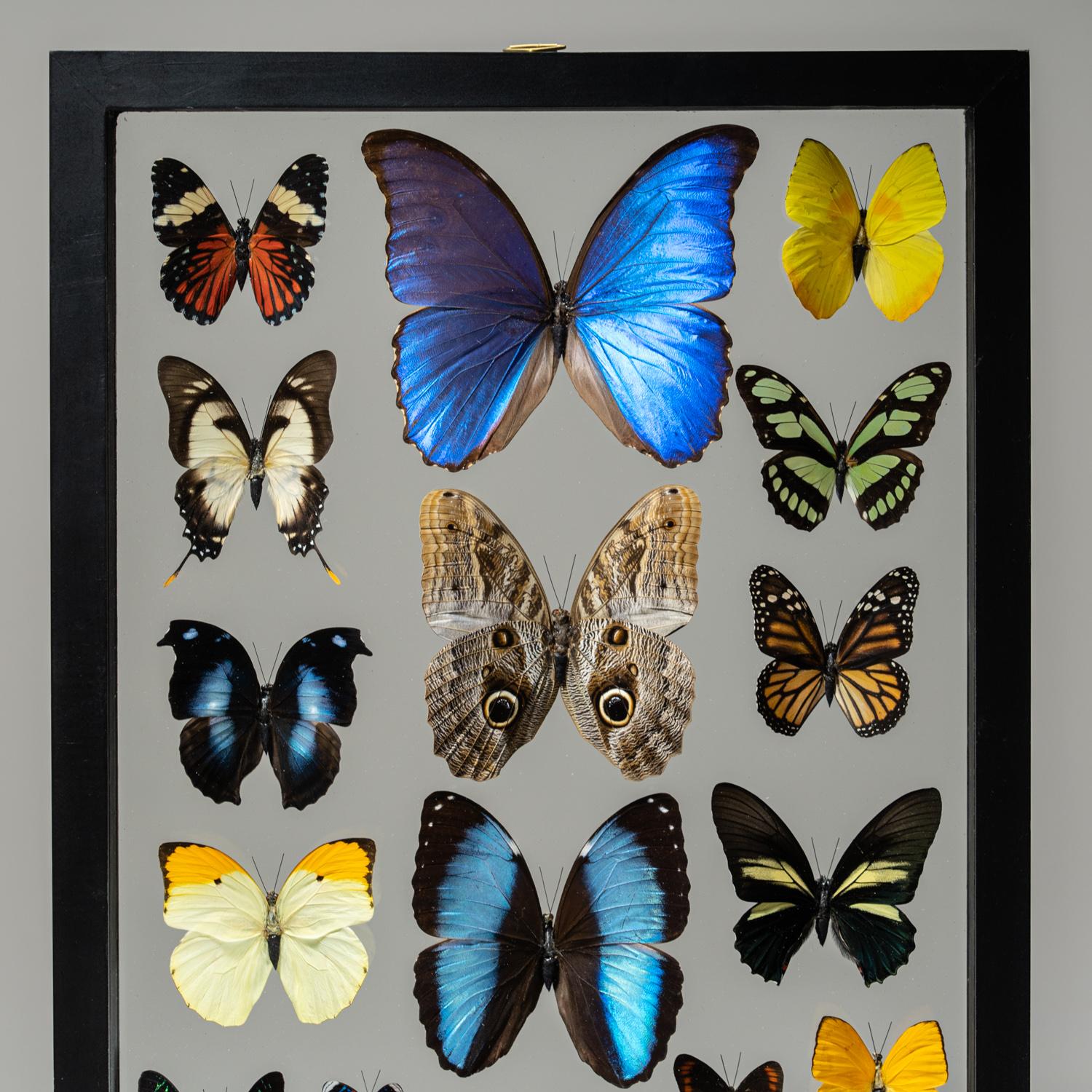 22 Genuine Butterflies in Black Display Frame 1