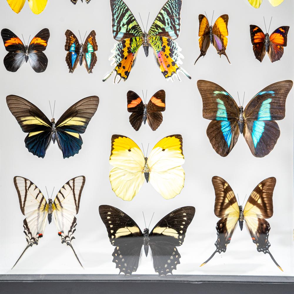 22 auténticas mariposas en un marco de exposición negro en venta 1