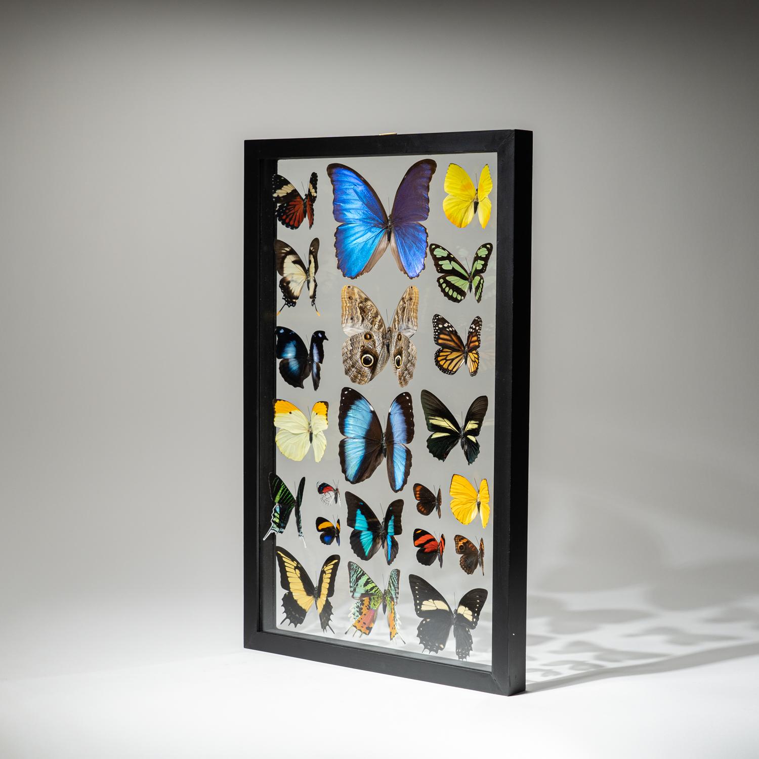 22 Genuine Butterflies in Black Display Frame 2